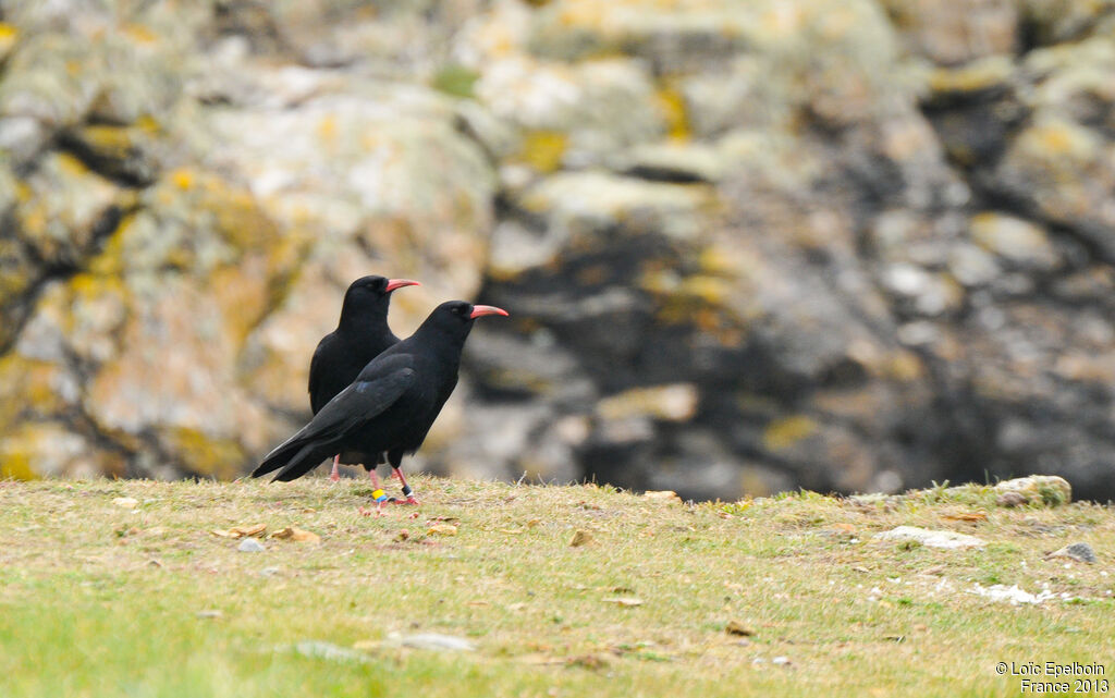 Red-billed Chough