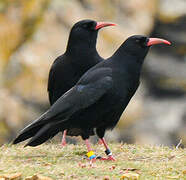 Red-billed Chough