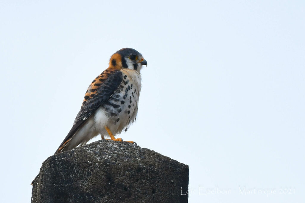 American Kestrel