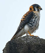 American Kestrel