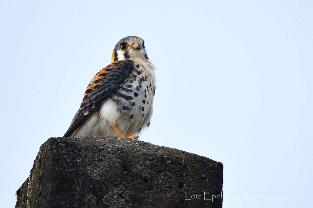 American Kestrel