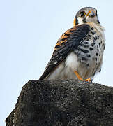 American Kestrel