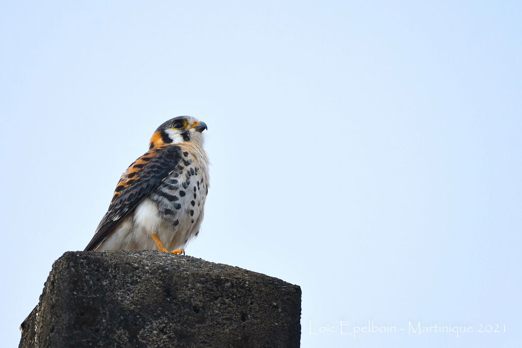 American Kestrel