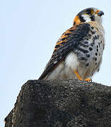 American Kestrel