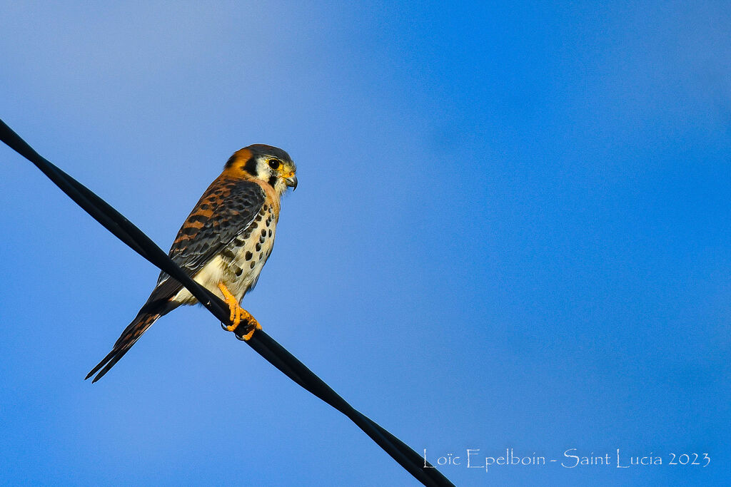 American Kestrel