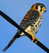 American Kestrel