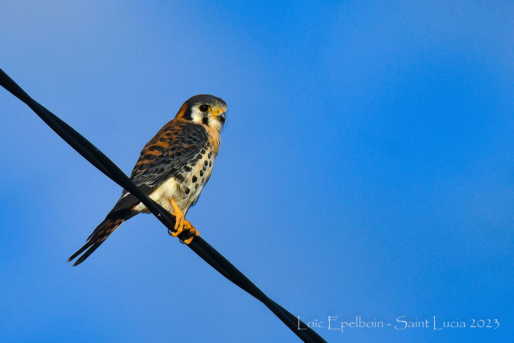 American Kestrel