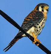 American Kestrel