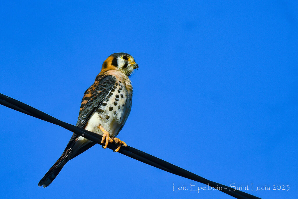 American Kestrel