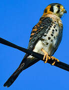 American Kestrel