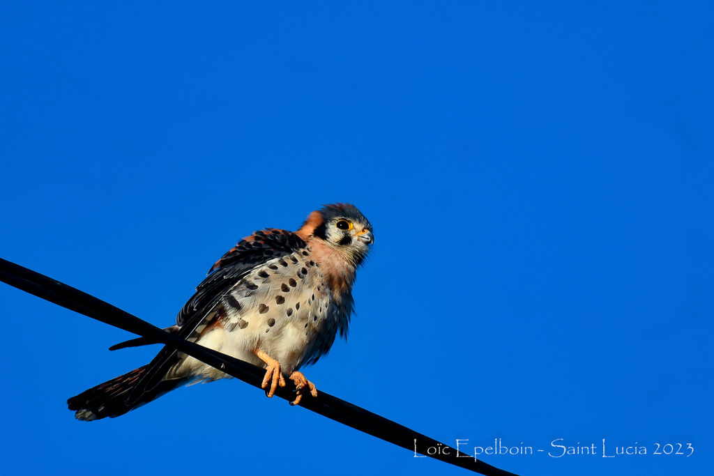 American Kestrel