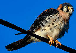 American Kestrel