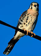 American Kestrel