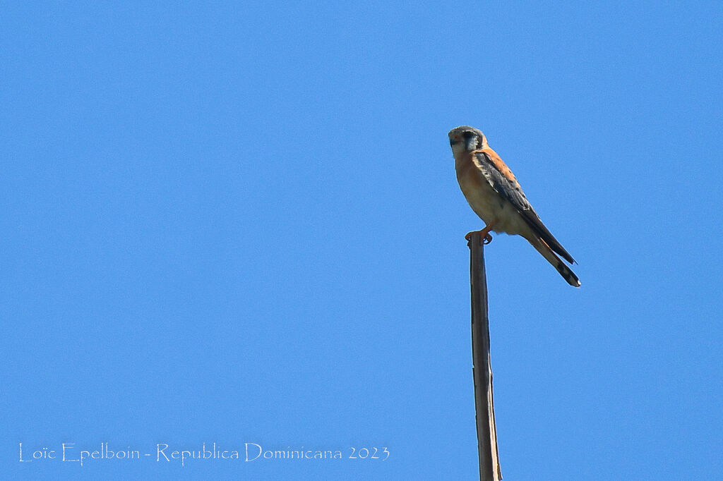 American Kestrel