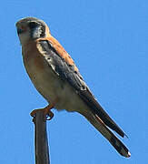 American Kestrel