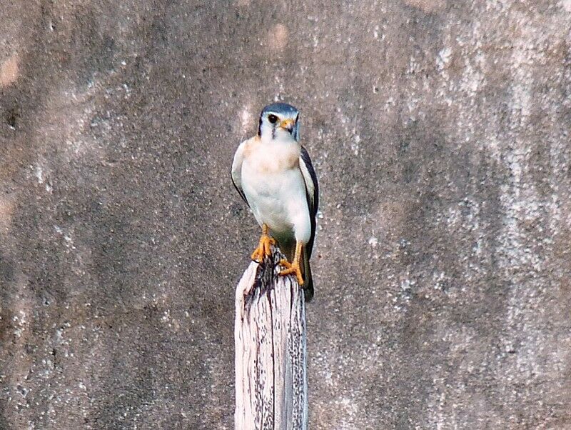 American Kestrel