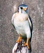 American Kestrel