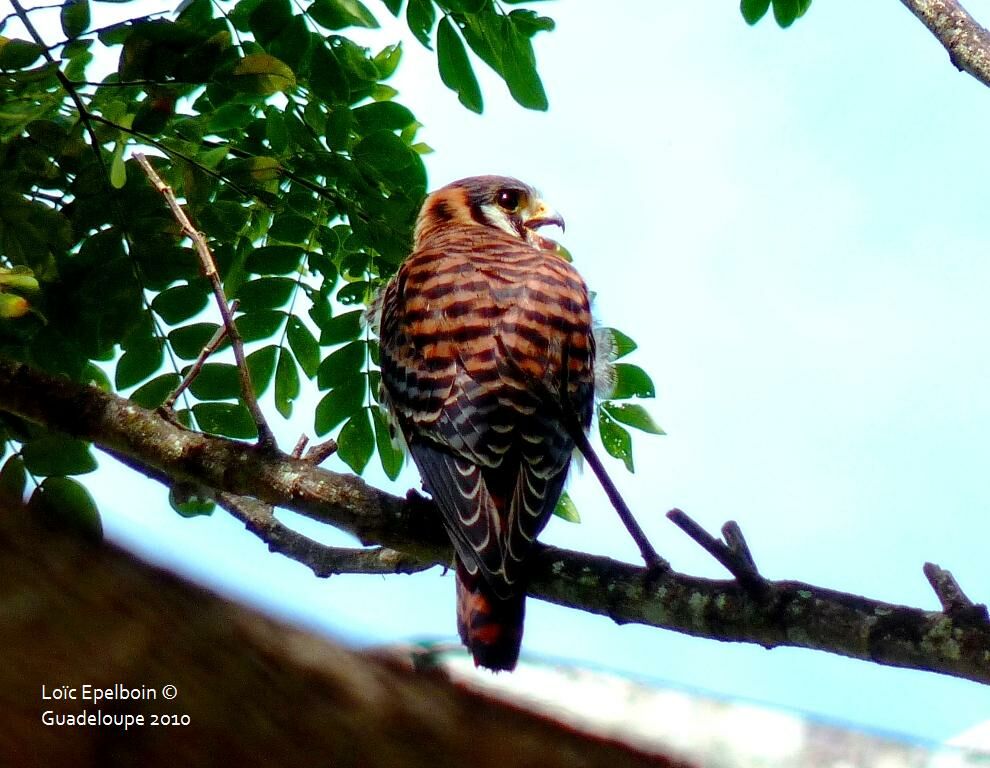 American Kestrel