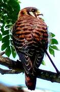 American Kestrel