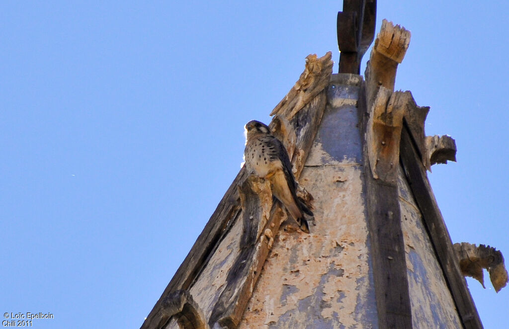 American Kestrel