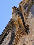 American Kestrel