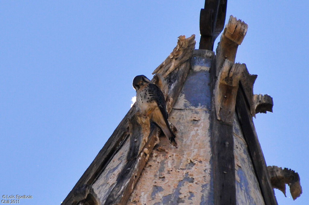 American Kestrel