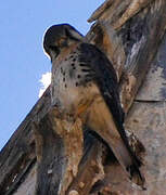 American Kestrel