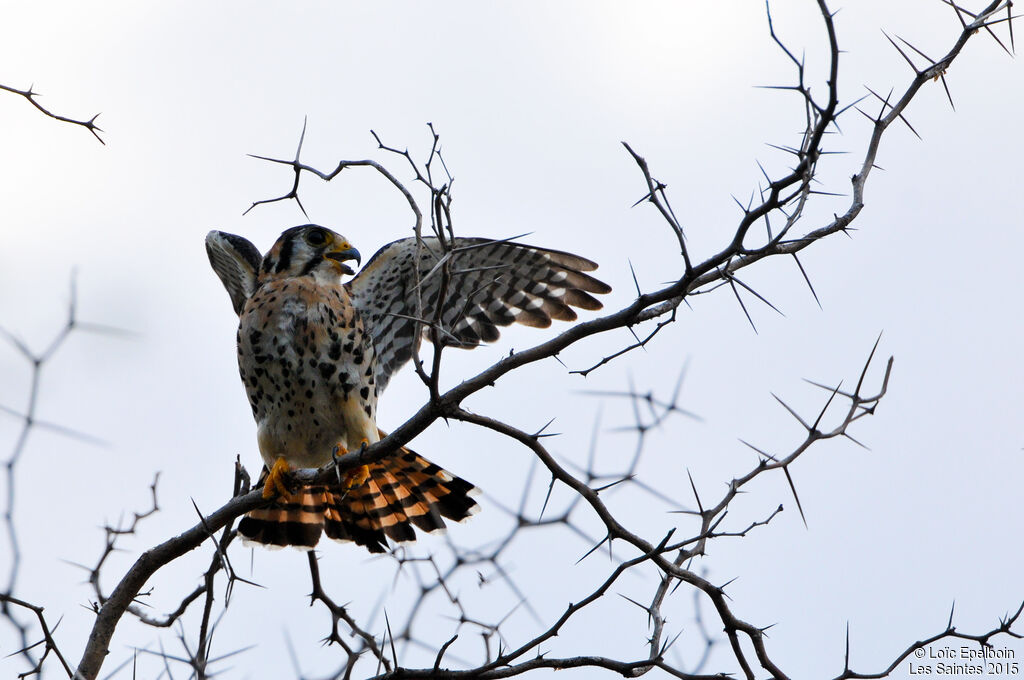 American Kestrel