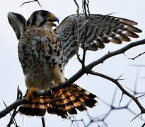 American Kestrel