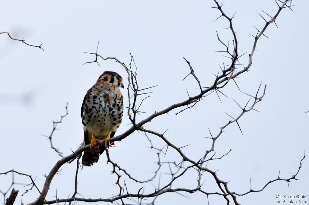 American Kestrel