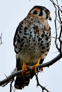 American Kestrel