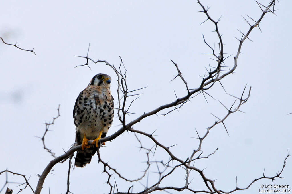 American Kestrel