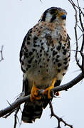 American Kestrel