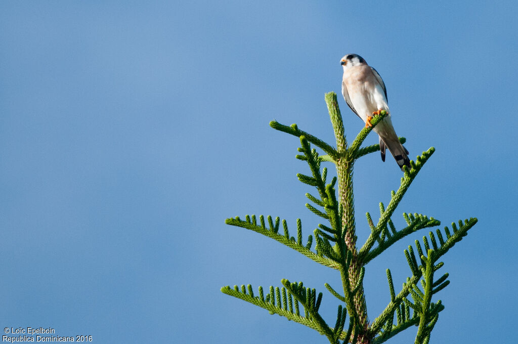 American Kestrel