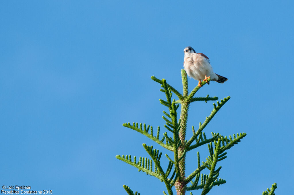 American Kestrel