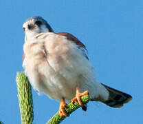 American Kestrel