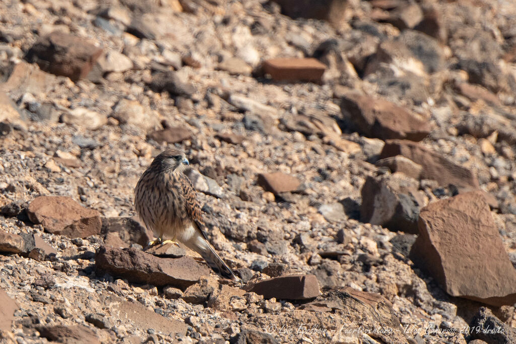 Common Kestrel (canariensis)