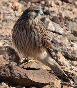 Crécerelle des Canaries