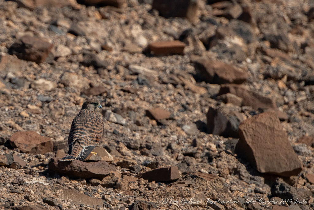 Common Kestrel (canariensis)