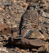 Common Kestrel (canariensis)