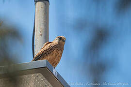 Common Kestrel (canariensis)