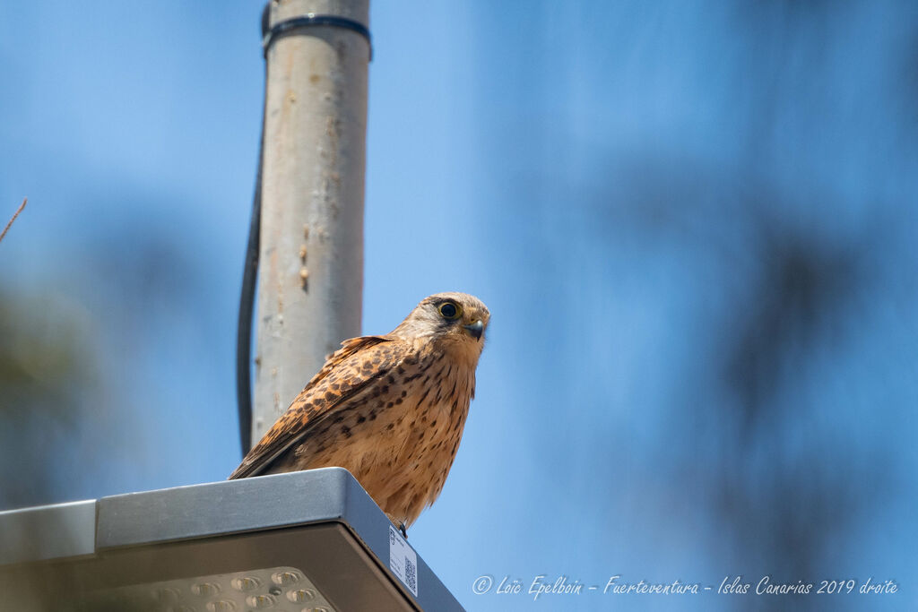 Common Kestrel (canariensis)