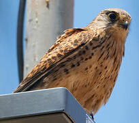 Common Kestrel (canariensis)