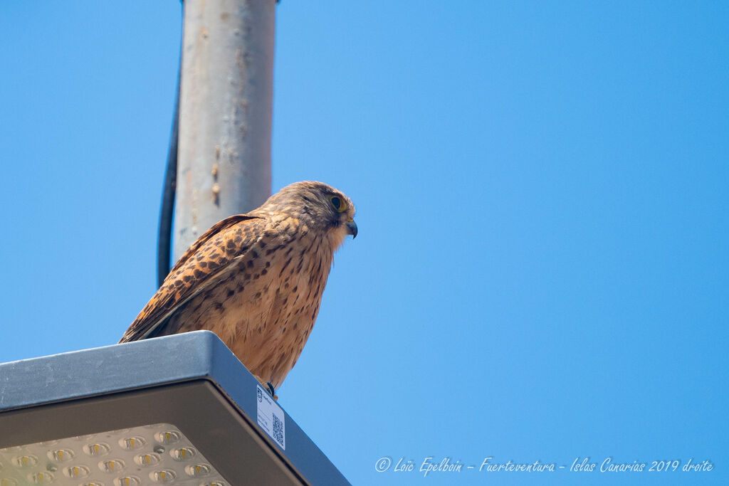 Common Kestrel (canariensis)