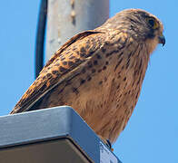 Common Kestrel (canariensis)