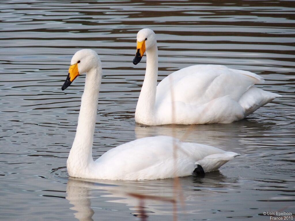 Cygne chanteur