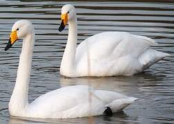 Cygne chanteur