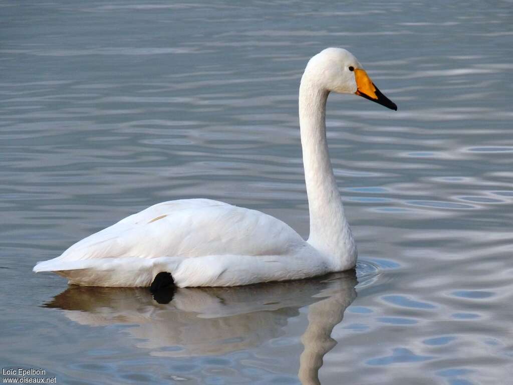 Cygne chanteur