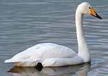 Cygne chanteur