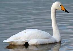 Whooper Swan